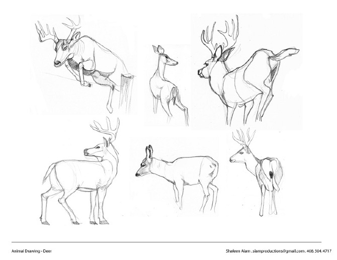 Six pencil studies of deer including a leaping buck, a doe standing, and studies of antlers and hindquarters