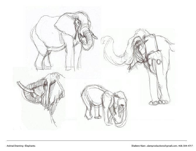 Four looser pencil studies of elephants focused on head and trunk gesture