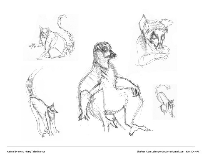 Five studies of a ring-tailed lemur including a large central figure and a study of the head and hands