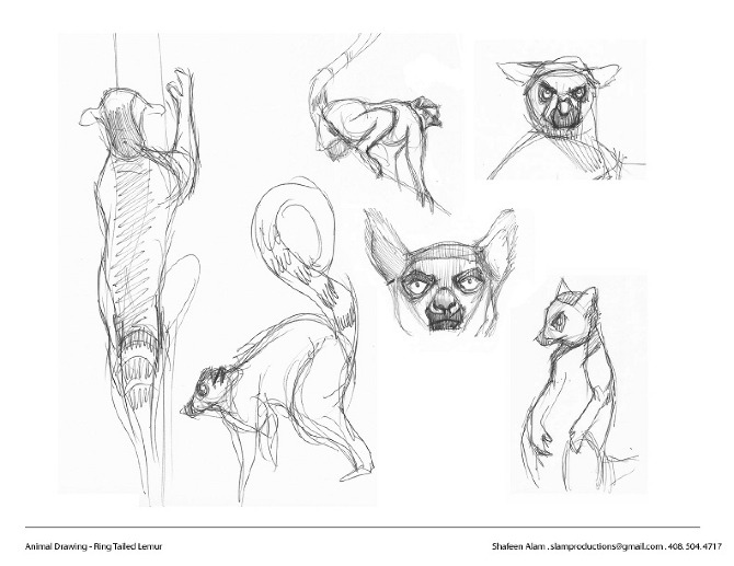 Additional ring-tailed lemur studies in pencil